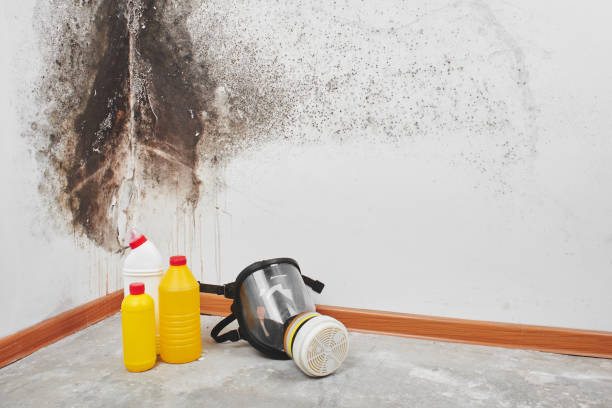 Best Attic Mold Removal  in Rifle, CO