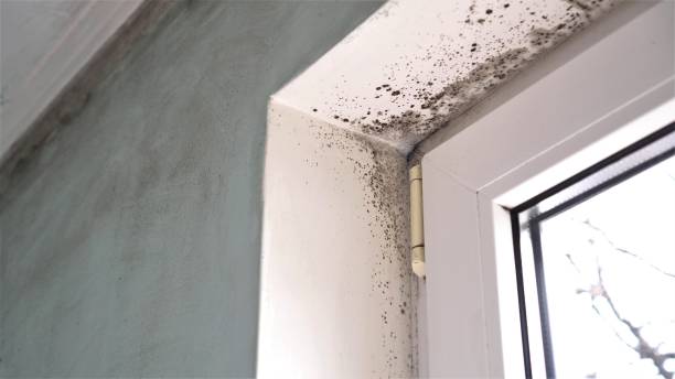 Best Certified Mold Removal  in Rifle, CO