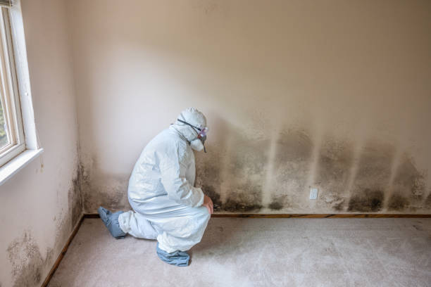 Best Crawl Space Mold Removal  in Rifle, CO