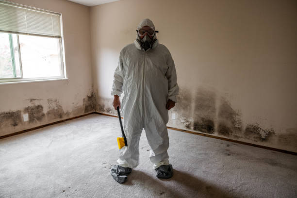 Best Mold Removal and Inspection  in Rifle, CO