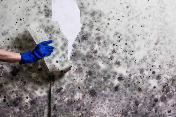 Best Mold Testing and Removal  in Rifle, CO