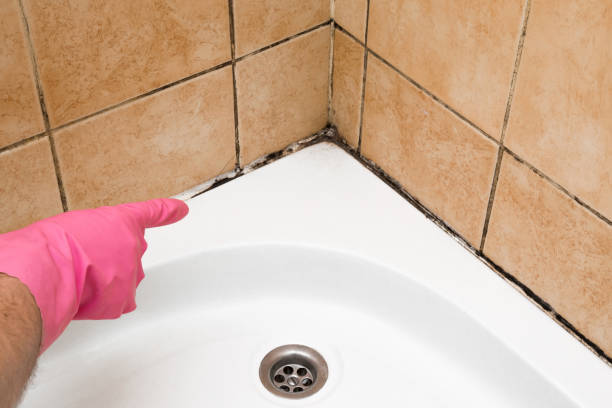 Mold Removal Process in Rifle, CO